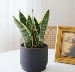 3 loại cây hành Thổ cần có trong nhà để thu hút tài lộc và cân bằng năng lượng